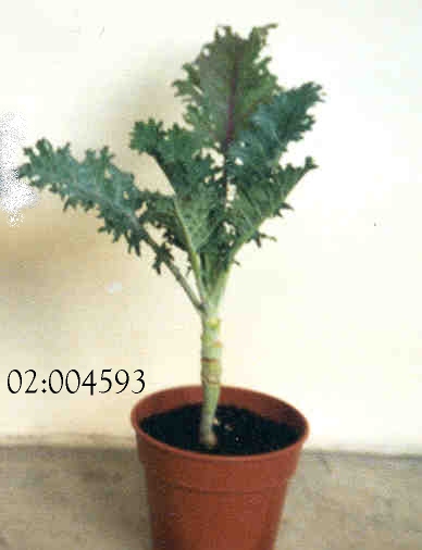 PLANT